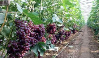 葡萄树的管理和修剪技术（葡萄树的管理和修剪技术有哪些）