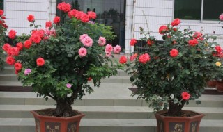 树桩月季怎么嫁接种植 树桩月季怎么嫁接种植视频