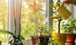 庭院四季常青低矮植物（四季常绿的庭院植物矮）