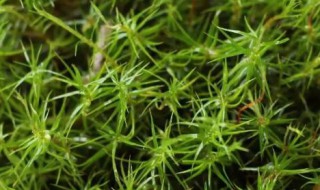 苔藓植物有没有根茎叶的分化 苔藓有根茎叶的分化吗?
