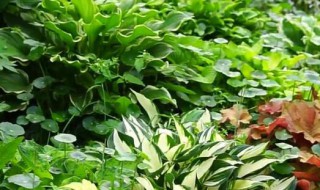 矾根必入的品种 矾根必入的品种图片