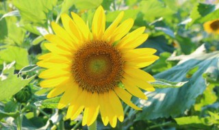 向日葵第二年还能活吗（观赏向日葵第二年还能活吗）