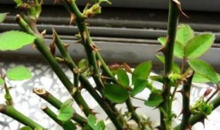 早春月季如何扦插 早春月季如何扦插成活率高