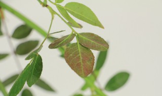 红木香养殖方法和注意事项 红木香种植注意事项