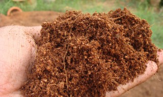 椰砖拌土的不良后果（椰砖拌土的不良后果图片）