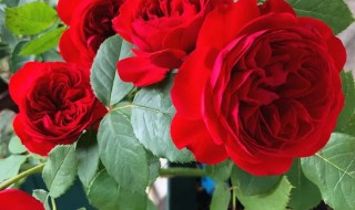 红苹果月季是藤本还是灌木（红苹果月季是藤本还是灌木）