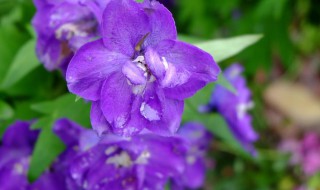 飞燕草花语和寓意 飞燕草象征什么