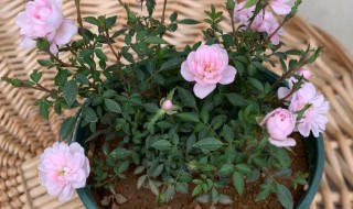 姬月季能活多久（姬月季能养几年）