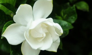 栀子花的花期多长时间 栀子花花期多长时间浇一次水