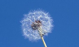 尖裂假还阳参和蒲公英的区别 尖裂假还阳参与蒲公英区别