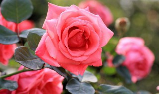 月季冬天放在室外会被冻死吗 月季在外面能冻死吗