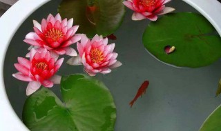 种睡莲需要多深的盆 种睡莲需要多深的盆才能种