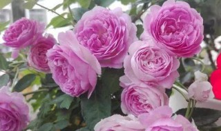 自由精神月季是藤本还是灌木 灌木和藤本月季