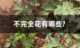 不完全花有哪些?（不完全花有哪些?单性花有哪些）