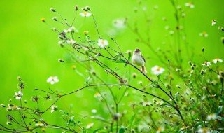 春天是什么时候（改革开放的春天是什么时候）