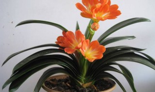 君子兰如何换盆换土（君子兰如何换盆换土视频教程）