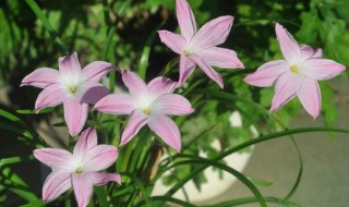 风雨兰发芽后多久开花 风雨兰一般种下多久会开花