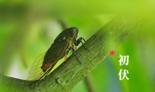 2021年入伏和出伏时间是什么（2021年入伏和出伏的时间）