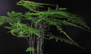 怎样使文竹又绿又茂盛（怎样使文竹又绿又茂盛又好看）