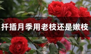 扦插月季用老枝还是嫩枝（扦插月季用老枝还是嫩枝）