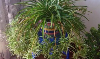 吊兰怎么养爆盆 吊兰怎么养爆盆快