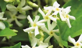 风车茉莉有毒吗?可以家养吗（风车茉莉有毒吗?可以家养吗视频）