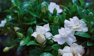 栀子花烂根如何抢救（栀子花烂根怎么救）