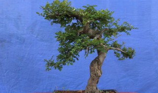 对节白蜡盆景的养护及注意事项 对节白蜡盆景养殖方法和注意事项