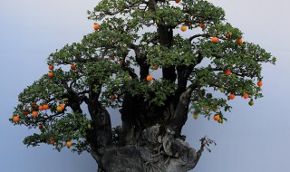 金弹子阴芽生桩怎么栽 金弹子阴芽生桩栽多深