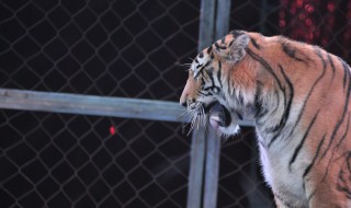 马戏团怎么训练老虎 马戏团怎么训练老虎视频