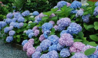 绣球花会变色吗 绣球花会变色吗图片