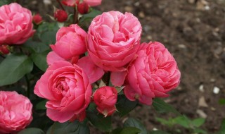 粉色达芬奇月季能长多高 粉色达芬奇月季花径多大