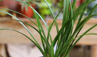 兰花翻盆后多久浇水（兰花翻盆后多久浇水最好）