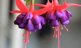 灯笼花的寓意和象征（灯笼花代表什么象征意义）