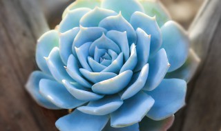 薄叶蓝鸟为啥一浇水就穿裙子（薄叶蓝鸟穿裙子了怎么办）