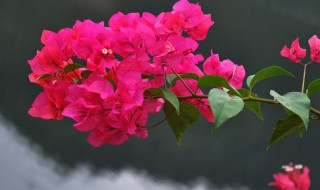 三角梅的修剪时间和方法 三角梅怎样修剪时间