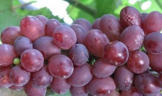 玫瑰香葡萄种植技术与管理（玫瑰香葡萄种植技术与管理书）