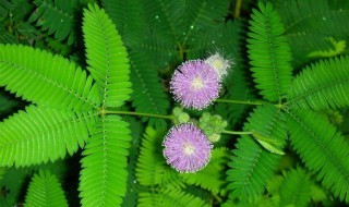 含羞草害羞原因 含羞草害羞原因有哪些