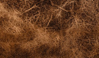 皮草是什么材质 托卡皮草是什么材质