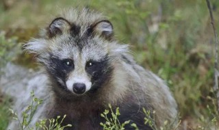 三有保护动物是什么意思 野猪三有保护动物是什么意思