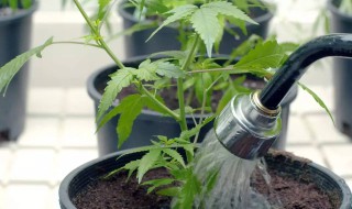 养花卉制作的浇水神器 养花卉制作的浇水神器叫什么