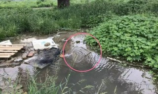 小墨蚊怎么消灭小窍门 墨墨蚊怎么防治