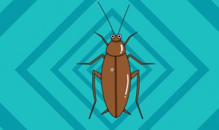 消灭蟑螂小窍门 消灭蟑螂小窍门有哪些