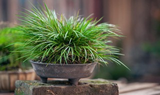 菖蒲是什么植物 菖蒲是什么植物有什么药效