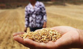 如何保障我国粮食安全（如何保障我国粮食安全论文2000字）