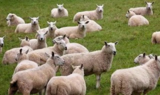正确养羊小窍门儿方法 怎样养羊才是最好的方法