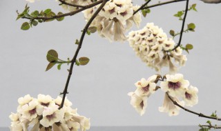 清明时节开什么花 清明时节有什么花会开