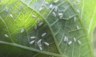 白粉虱消灭小窍门 白粉虱消灭小窍门图片