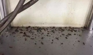 下水道小飞虫怎么消灭小窍门（下水道小飞虫如何消除）