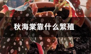 秋海棠用什么繁殖 秋海棠用什么繁殖后代?教你秋海棠的繁殖方式